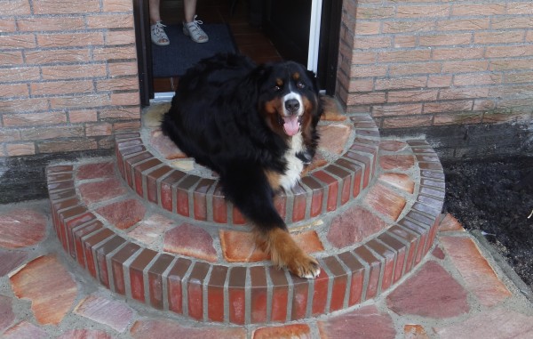 Hund auf neu genauter Treppe